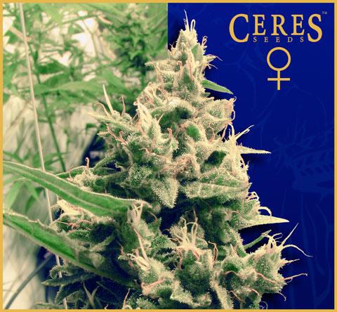 Hollands Hope Feminised Seeds