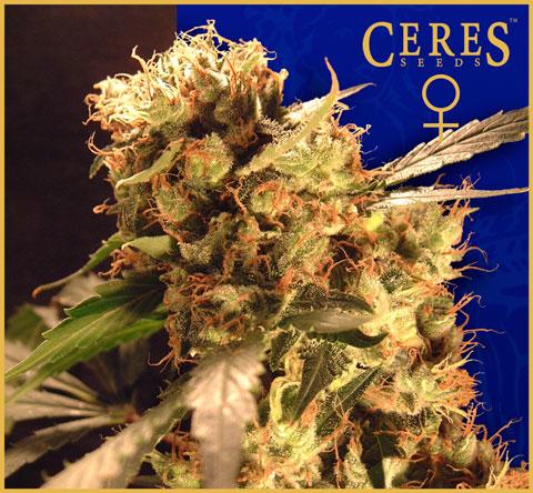 Orange Bud Feminised Seeds