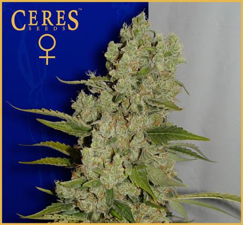 White Widow Feminised Ceres Seeds