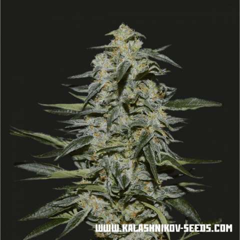 Katyusha Feminised Seeds