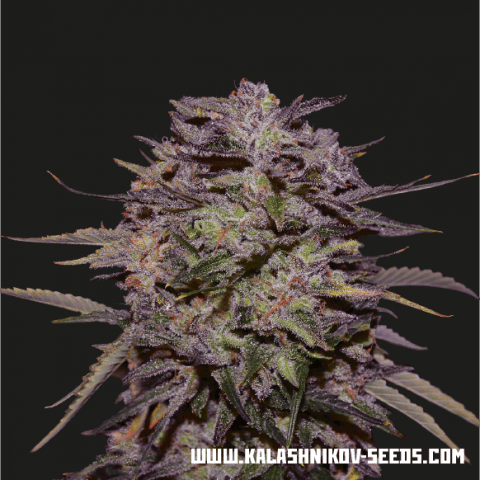 Purple Russian Express Feminised Seeds