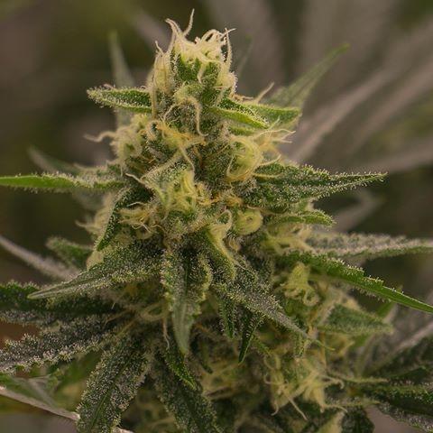 Harlequin x Super Sour Diesel Regular Seeds