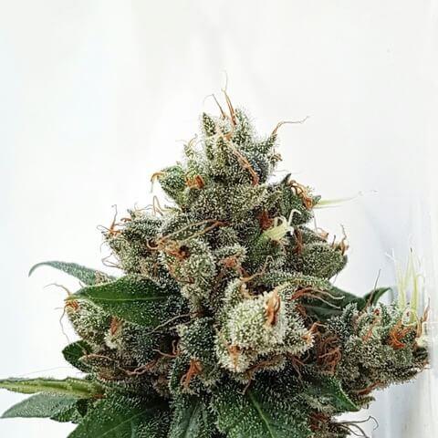 Respect 4 Gorilla Feminised Seeds by Expert Seeds