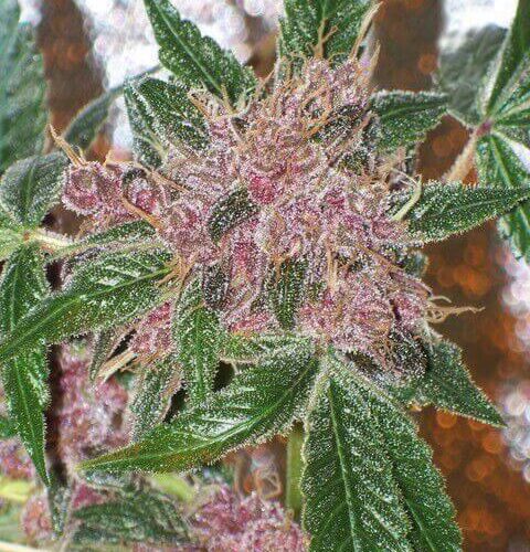 Cherries Jubilee Feminised Seeds (Gold Collection) - 6