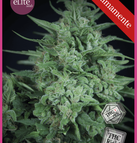 Novarine THCV:THC Feminised Seeds