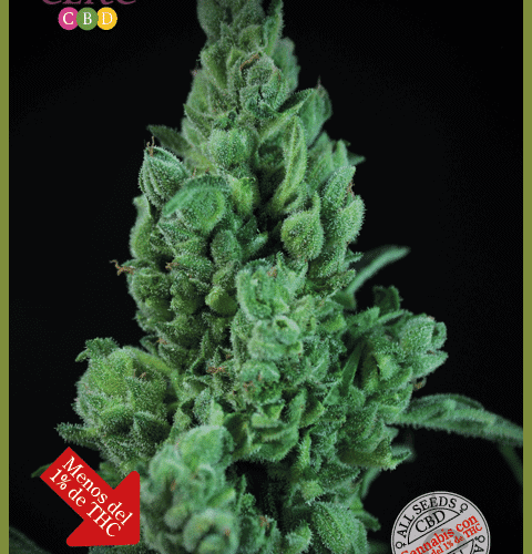 Solodiol CBD Auto Feminised Seeds by Elite Seeds
