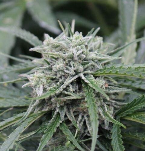 NL Auto Feminised Seeds