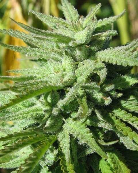 BC Hash Plant Regular Seeds - 12