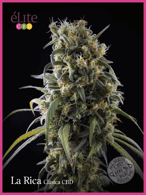 La Rica Classic CBD Feminised Seeds