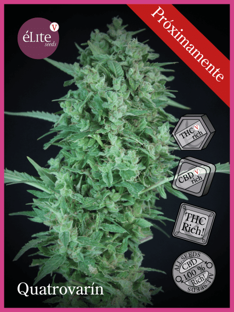 Quatrovarin CBDV:CBD:THCV:THC Feminised Seeds