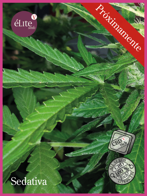 Sedativa CBDV:CBD Feminised Seeds