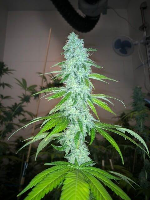 Wedding Cake S1 Feminised Seeds - Image 2