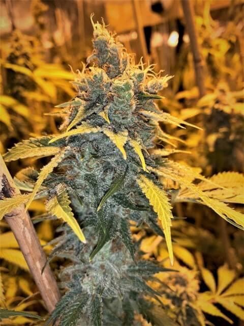 Cherry White Regular Seeds - 12