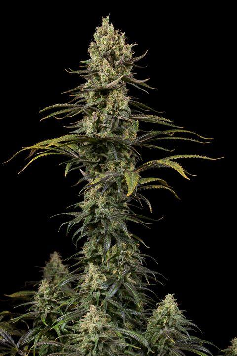 Early Amnesia CBD Feminised Seeds