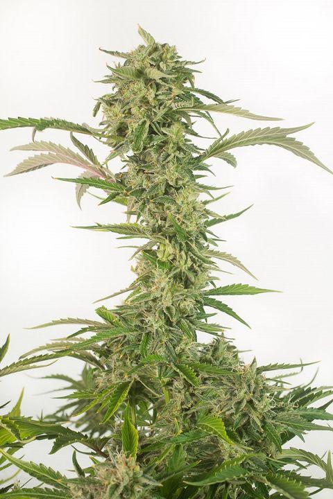 OG Kush CBD Auto Feminised Seeds