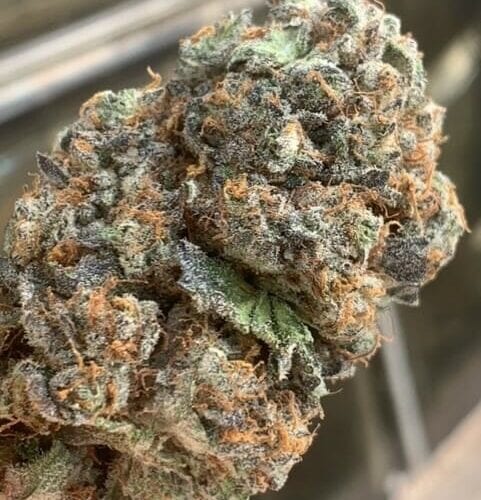AK-47 Platinum Regular Seeds
