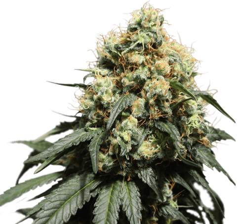 Bruce Lemon Diesel Feminised Cannabis Seeds by Super Sativa Seed Club