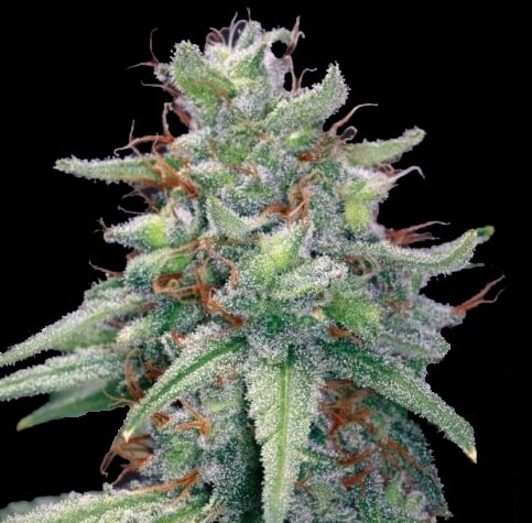 Blue Cheese Feminised cannabis seeds