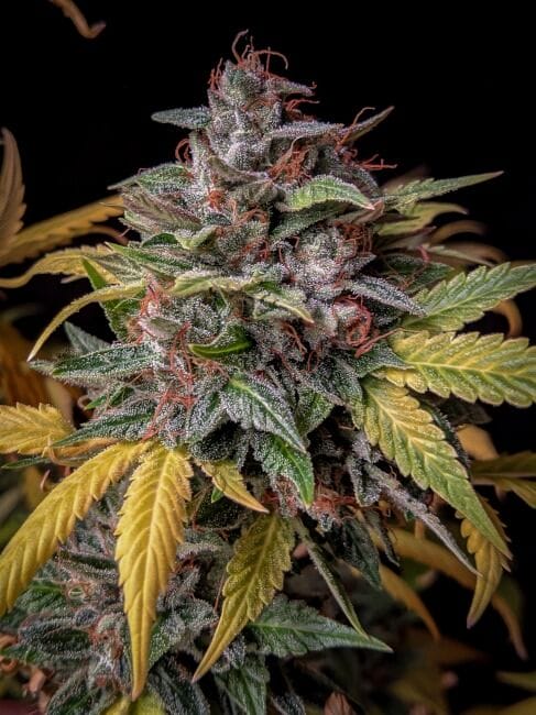 Orange Biscuits Auto Feminised Cannabis Seeds by Mephisto Genetics