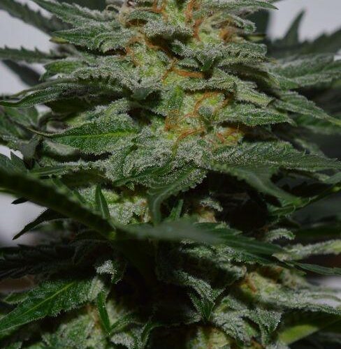 SweetBerry Cough Auto Feminised Seeds