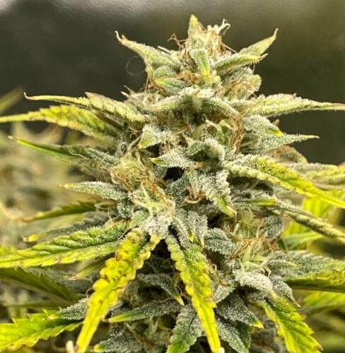 Skystomper 2.0 Auto Feminised Cannabis Seeds by Mephisto Genetics