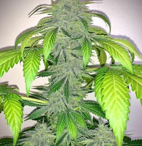 Deez Nuggs Auto Feminised Cannabis Seeds by Mephisto Genetics
