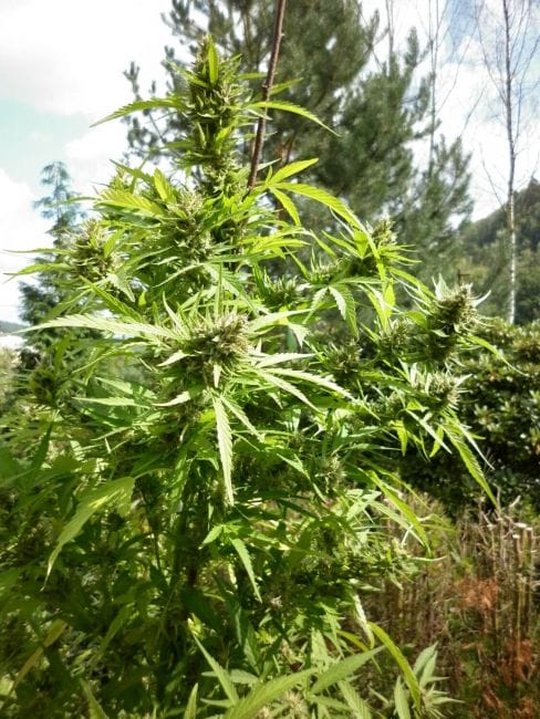 Demon AUTO Tao Regular Cannabis Seeds by Top Tao Seeds