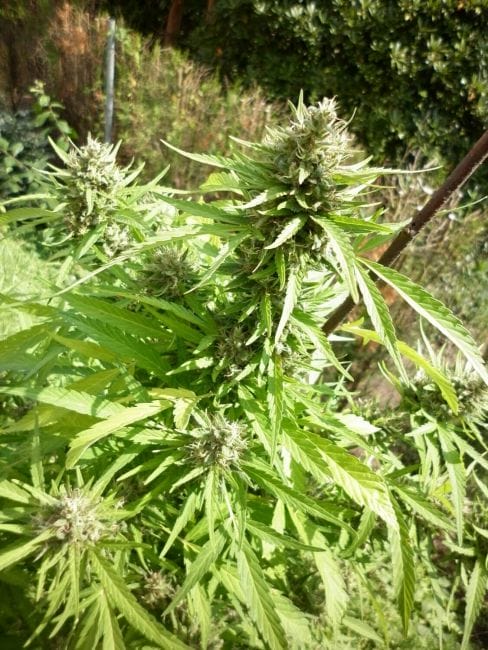 Demon AUTO Tao Regular Cannabis Seeds by Top Tao Seeds