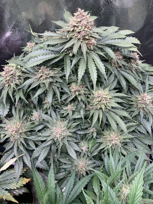 Forgotten Strawberries Auto Feminised Cannabis Seeds by Mephisto Genetics