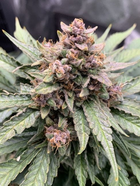 Forgotten Strawberries Auto Feminised Cannabis Seeds by Mephisto Genetics