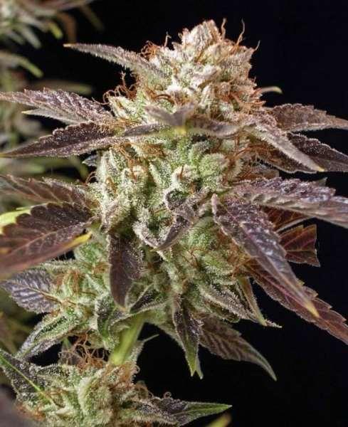 BC Kush Regular Seeds - 12