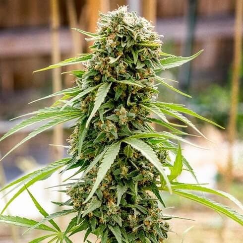 Dread Bread Regular Seeds - 11