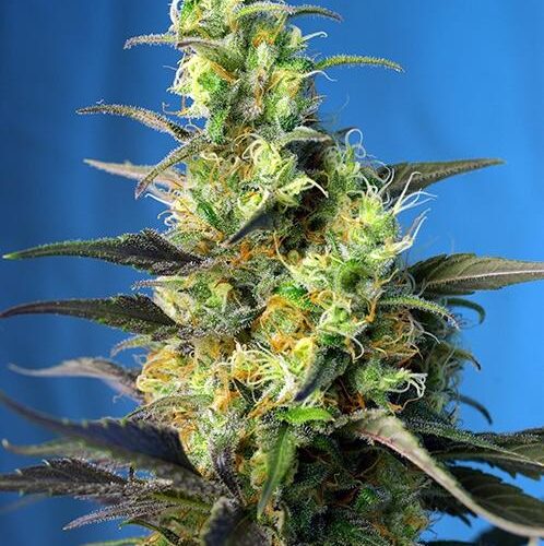 Ice Cool CBD Feminised Seeds