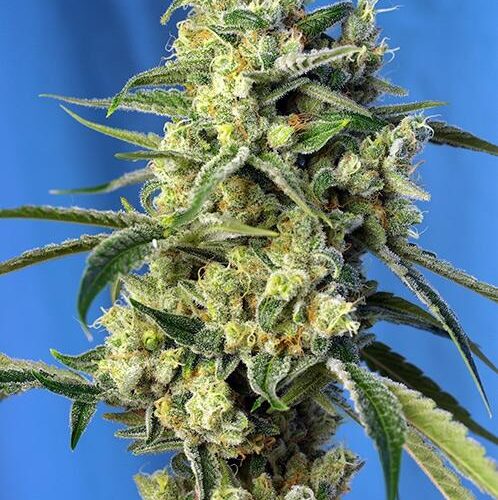 Sweet Amnesia Haze Feminised Seeds