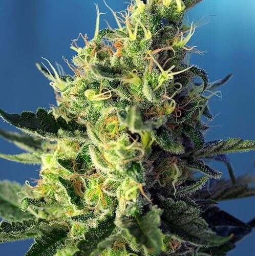 Sweet Pure CBD Feminised Seeds