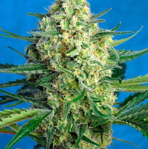 Jack 47 XL Auto Feminised Seeds