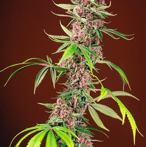 Red Mandarine F1 FAST Feminised Seeds
