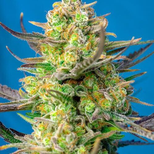 Sweet Cheese XL Auto Feminised Seeds