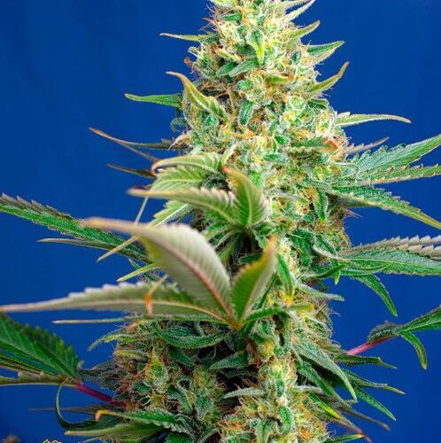 Sweet Pure CBD Auto Feminised Seeds