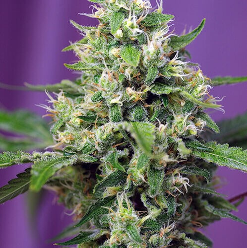 Sweet Amnesia Haze XL Auto Feminised Seeds
