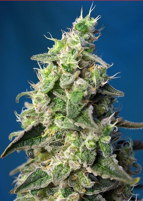 Green Poison XL Auto Feminised Seeds - Image 2