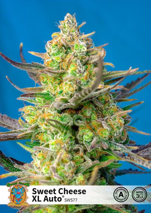 Sweet Cheese XL Auto Feminised Seeds