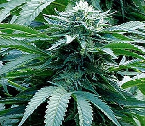 Trinity Kush Feminised Seeds