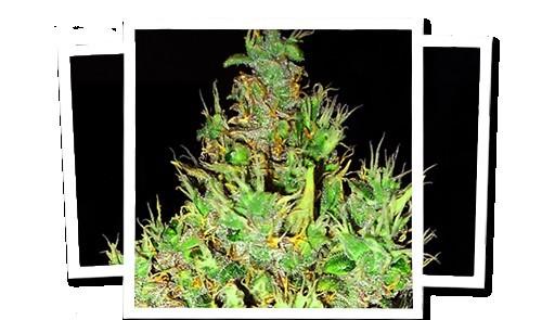 OG Critical Feminised Seeds - Image 2