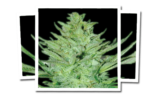 Headlights Kush Auto Feminised Seeds