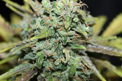 Amnesia Haze Auto Feminised Seeds - Image 2