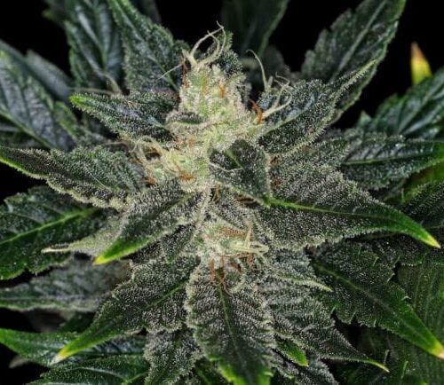 Gorilla King Auto Feminised Cannabis Seeds by Kannabia Seeds