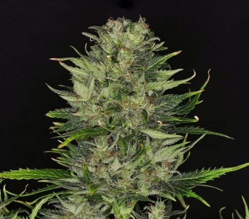 DoSiDos Auto Feminised Cannabis Seeds by Kannabia Seeds
