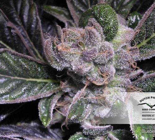Blueberry Feminised Seeds