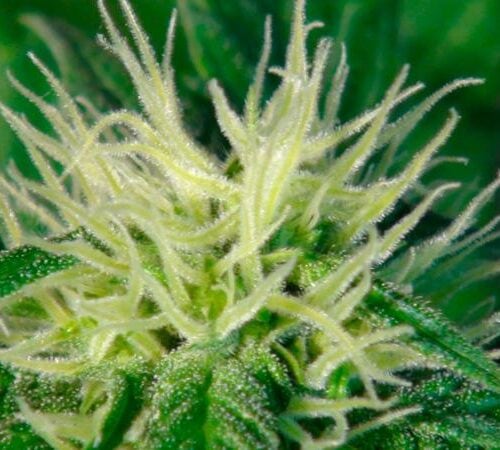 Ginger Punch (Hobbit) Auto Feminised Seeds